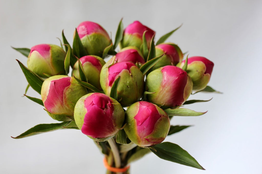 Caring for your fresh cut Peonies  McCarthy Family Farm