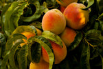 The Magic Behind Hood River Peaches